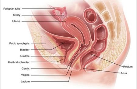 uro Image