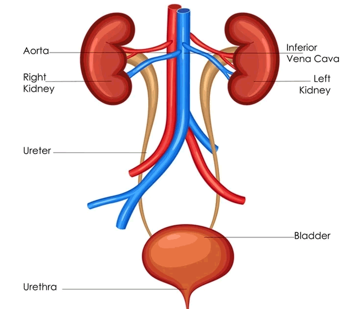 urinary kidney stone